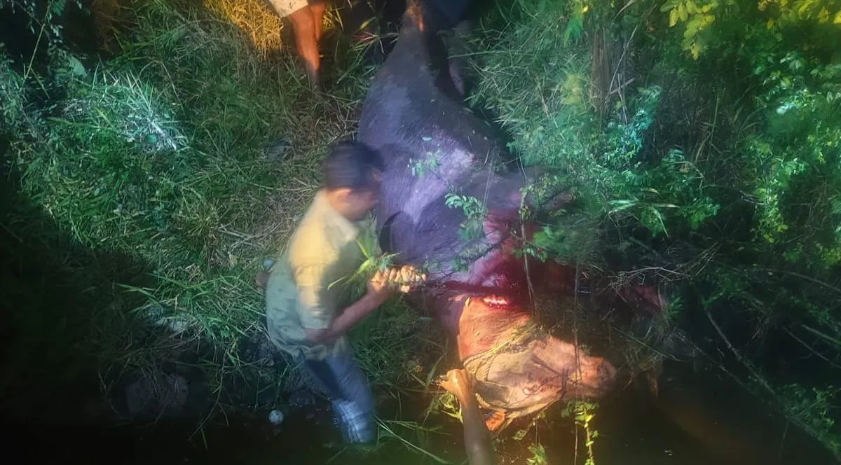Sempat Seruduk Warga, Kerbau Kurban di Kudus Terpaksa Dilumpuhkan dengan Tembakan