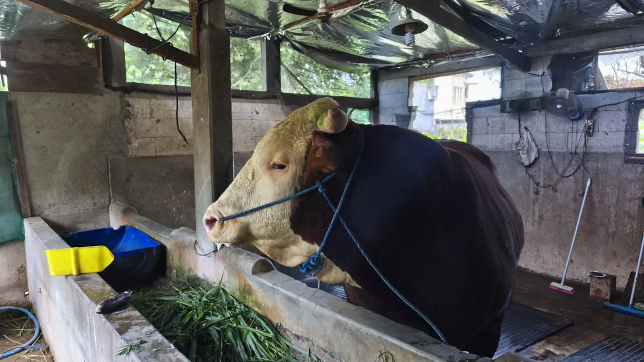 Mbah Bejo, Sapi Jumbo 1 Ton Asal Kudus Terpilih Jadi Hewan Kurban Presiden Prabowo