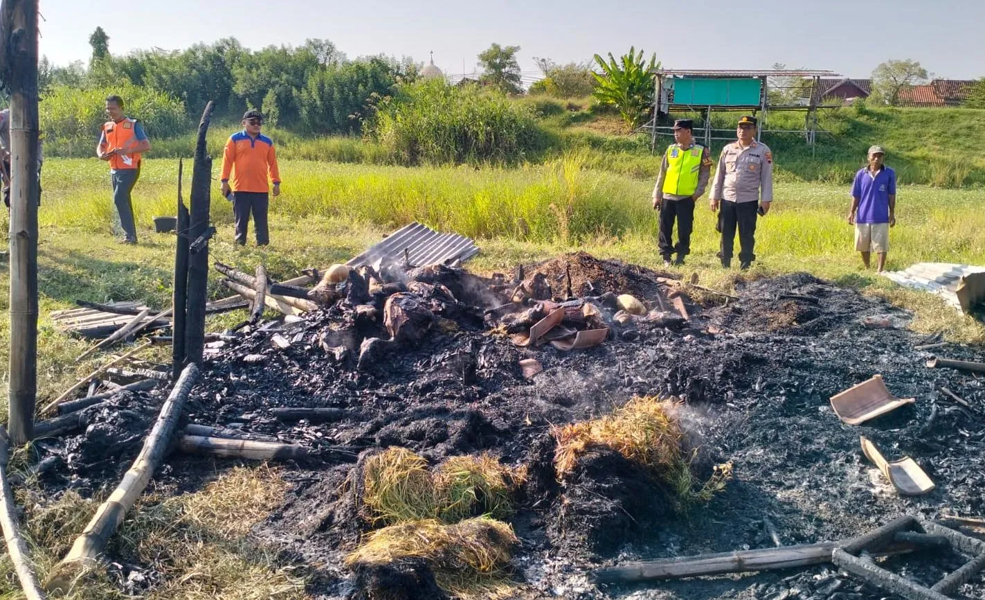 Kandang Terbakar, 23 Kambing Terpanggang