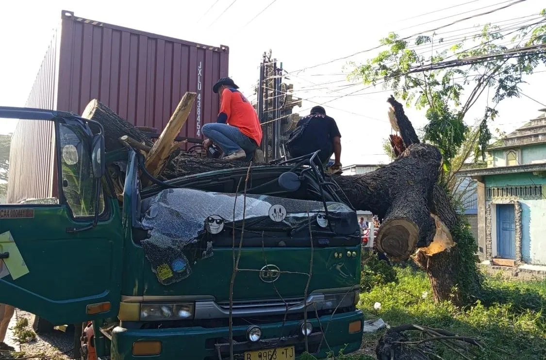 Kabin Truk Trailer Ringsek Tertimpa Pohon Trembesi Tumbang di Juwana Pati