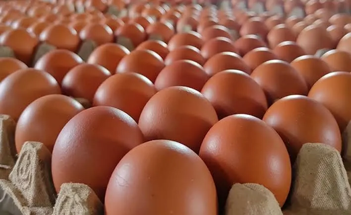Harga Telur di Bawah Biaya Produksi, Dispertan Pati: Peternak Merugi