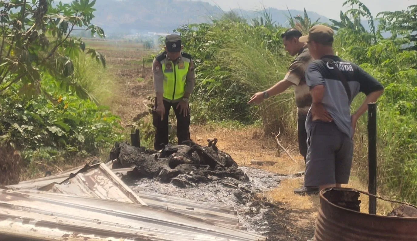 Kandang di Jekulo Ludes Terbakar, 30 Ekor Kambing Terpanggang