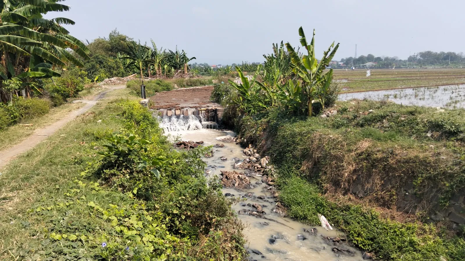 Limbah Sungai Bango Dikeluhkan Petani dan Pembudidaya Tambak, Ratusan Hektare Lahan Disebut Terdampak