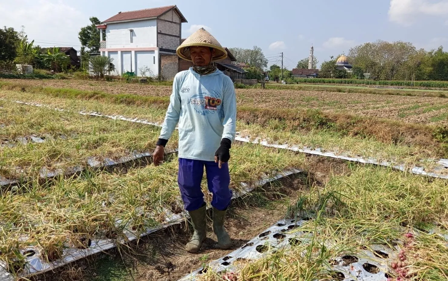 Harga Bawang Merah di Petani Pati Anjlok, Kini Cuma Rp18.000 per Kilogram