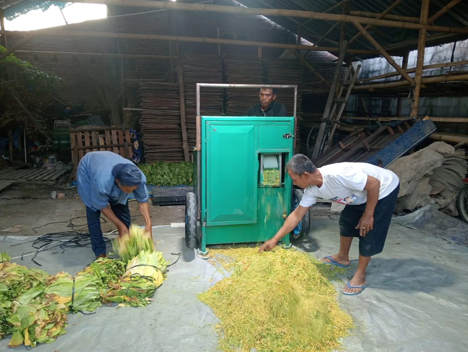Harga Tembakau di Karangawen Demak Tembus Rp45 Ribu per kg, Petani Terkendala Irigasi