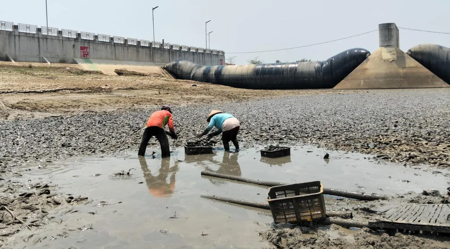 Ikan Sapu-sapu di Sungai Juwana Berpotensi Jadi Pakan, DKP Pati Kenalkan Olahan Fermentasi Nanas