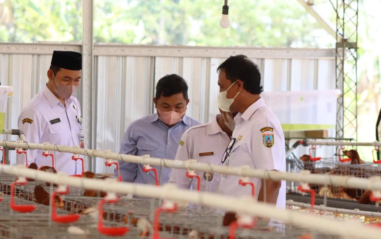 Dana Desa Rp250 Juta Diputar Jadi Bisnis Ayam Petelur, BUMDes Kandangmas Bidik PADes
