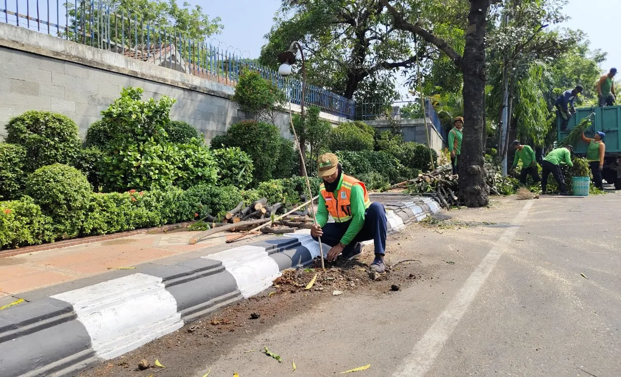 Sehari Ditanam, Pohon di Jalan Ahmad Yani Kudus di Rusak Tangan Jahil, Pemkab Siapkan Penggantian