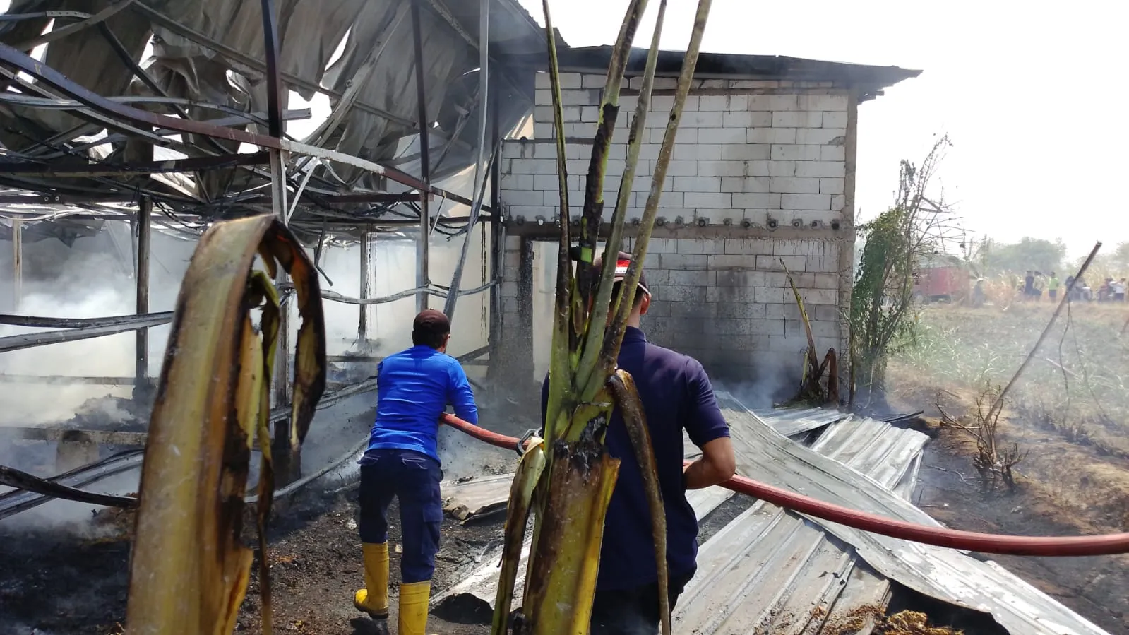 Kandang Ayam di Jimbaran Kayen Ludes Terbakar, Kerugian Rp600 Juta