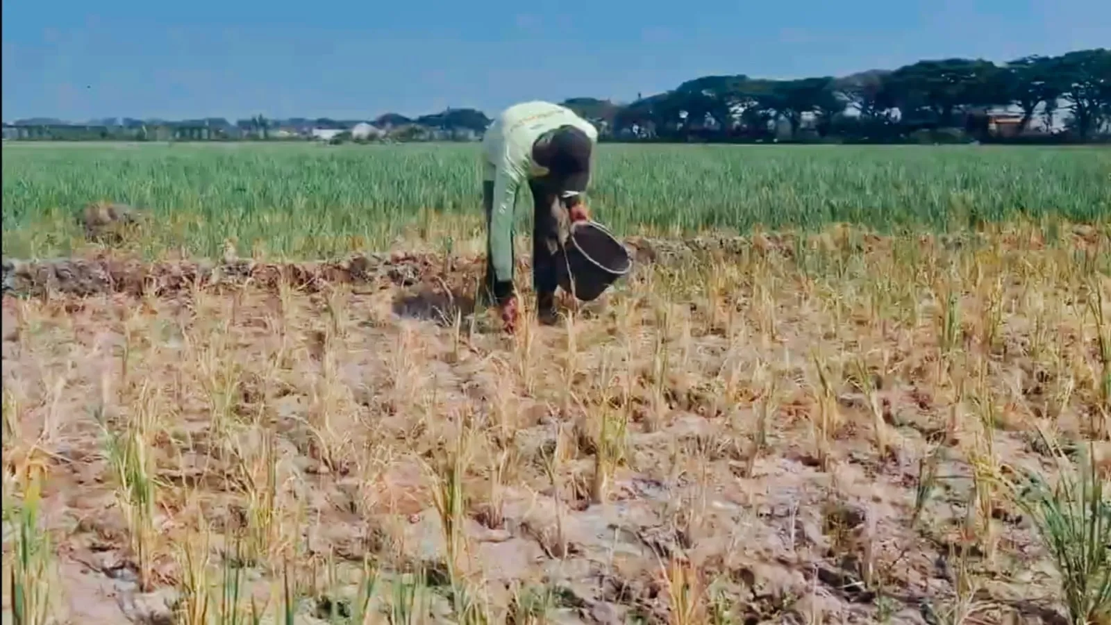Sawah di Demak Terancam Puso, Pemkab Pasok Air Sungai Tuntang dan Siagakan Pompa