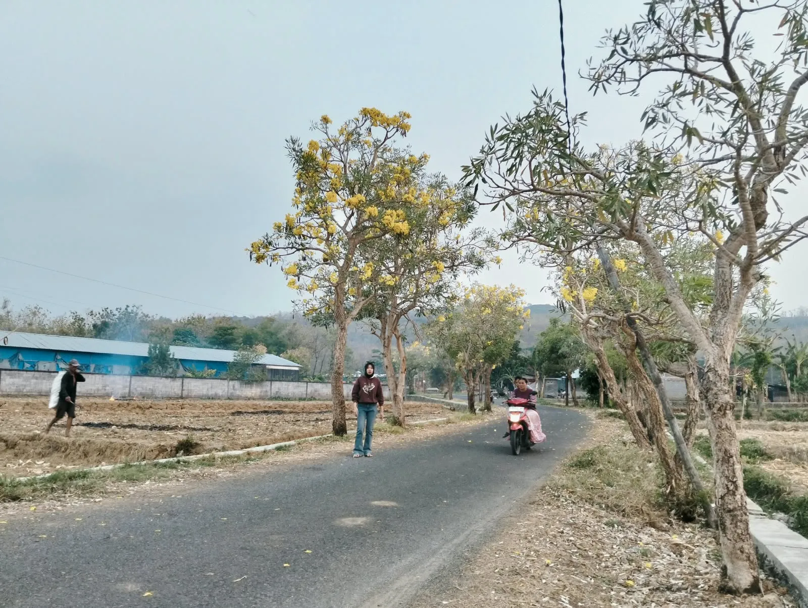 Bunga Tabebuya Mekar Viral, Jalan Desa Jimbaran Pati, Bak Negeri Sakura