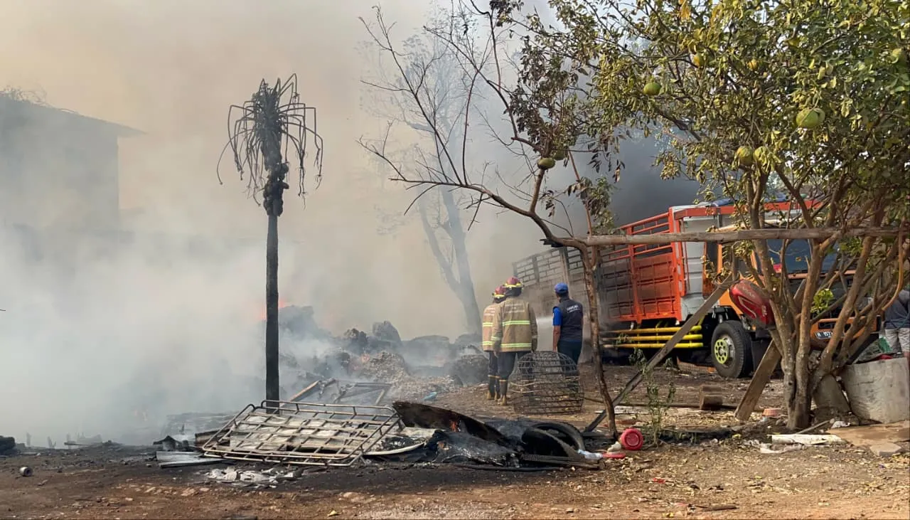 Limbah Kapuk Terbakar di Kaliwungu Kudus: Kerugian 150 Juta